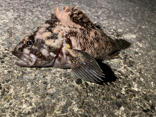 ムラソイの釣果