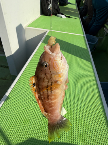 アカササノハベラの釣果