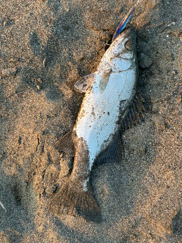 辻堂海浜公園前