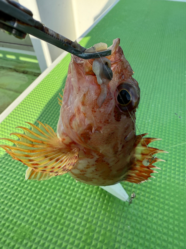 オニカサゴの釣果