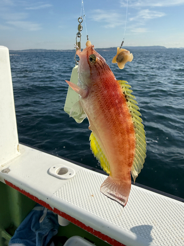 アカササノハベラの釣果