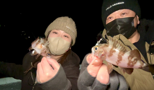 メバルの釣果