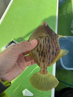 カワハギの釣果