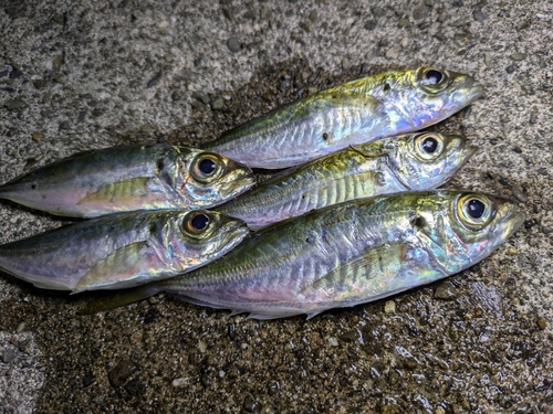 アジの釣果