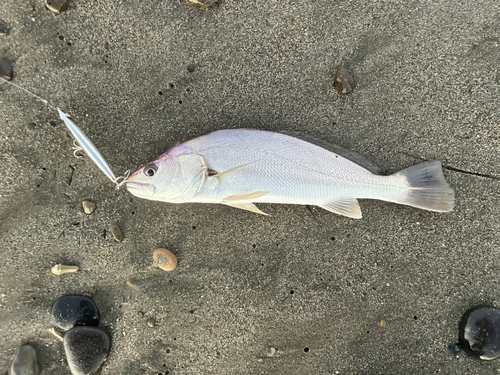 ニベの釣果