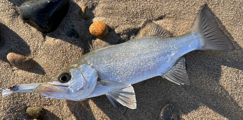 ヒラスズキの釣果