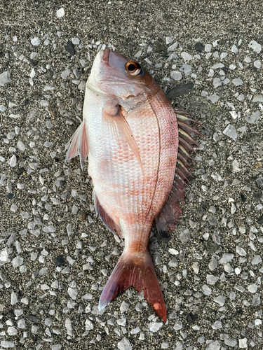 マダイの釣果