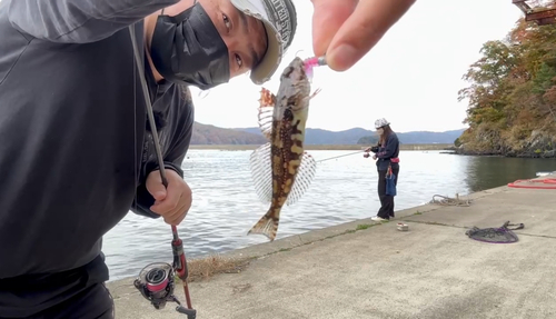 アナハゼの釣果