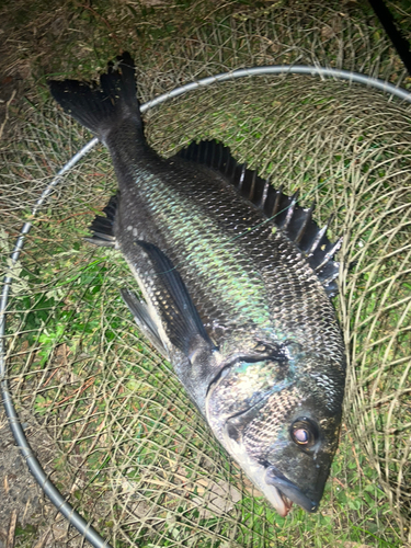 チヌの釣果