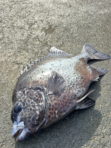 イシガキダイの釣果