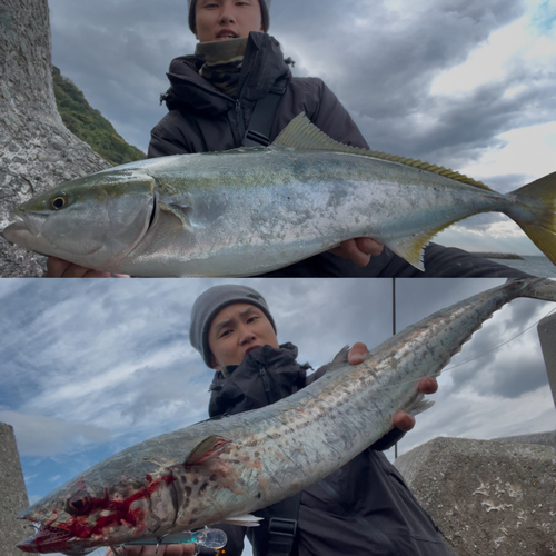 ブリの釣果