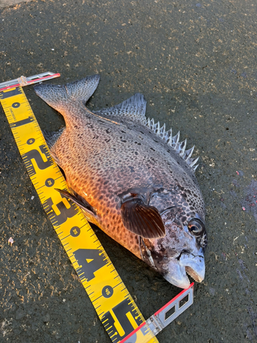 イシガキダイの釣果