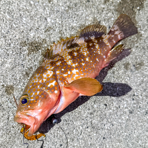 アコウの釣果