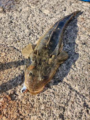 マゴチの釣果