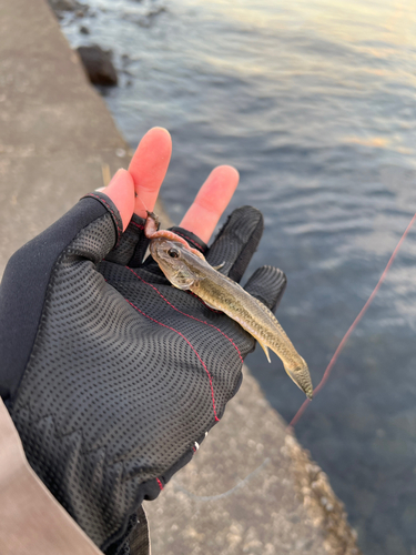 マハゼの釣果