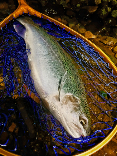 ニジマスの釣果