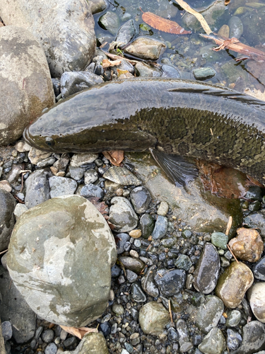 ライギョの釣果