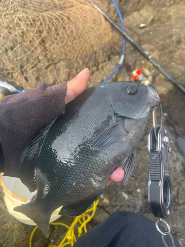 オナガグレの釣果