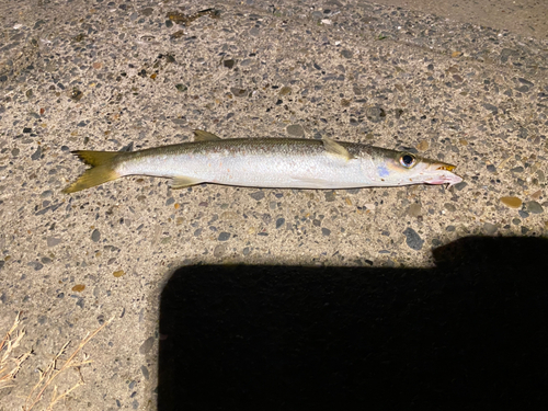 カマスの釣果