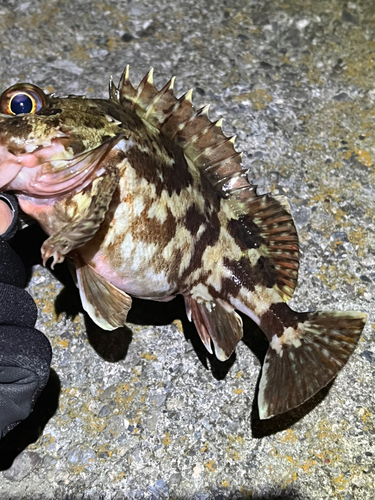 カサゴの釣果