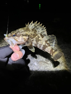 タケノコメバルの釣果