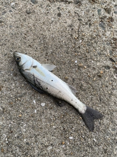 セイゴ(マルスズキ)の釣果