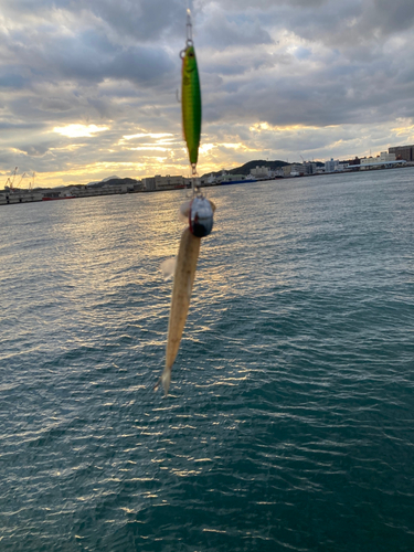 エソの釣果