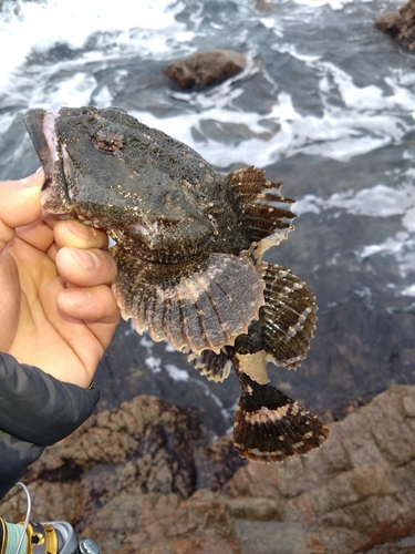 ギスカジカの釣果