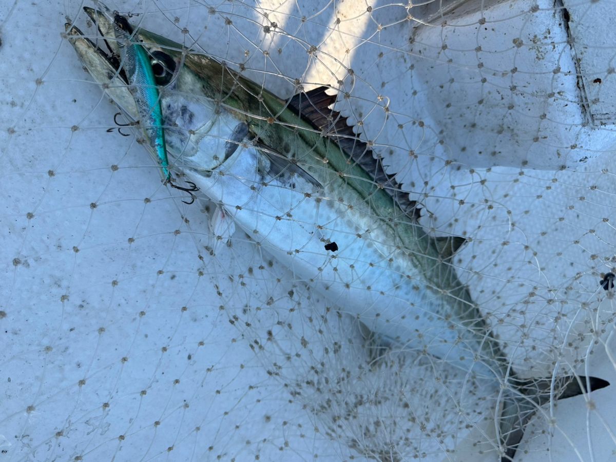 Ryo Kさんの釣果 2枚目の画像