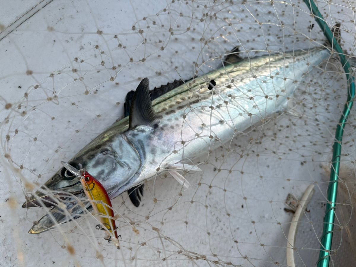 Ryo Kさんの釣果 3枚目の画像