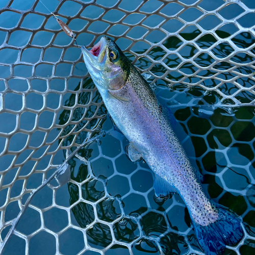 ニジマスの釣果