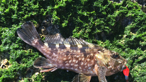 カサゴの釣果