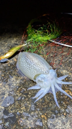 シリヤケイカの釣果