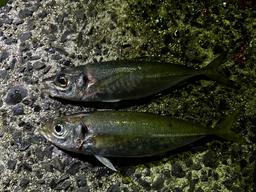 マアジの釣果