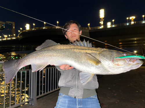 シーバスの釣果