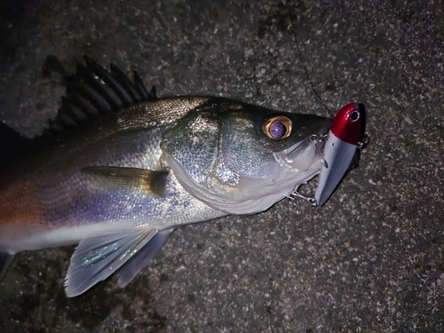 セイゴ（マルスズキ）の釣果