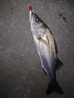 セイゴ（マルスズキ）の釣果