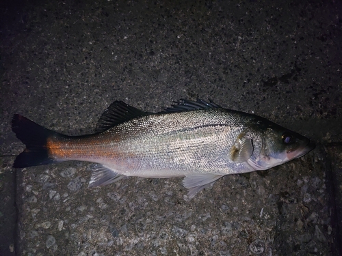 セイゴ（マルスズキ）の釣果