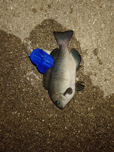 グレの釣果