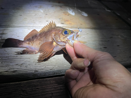 アカメバルの釣果