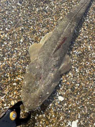 マゴチの釣果