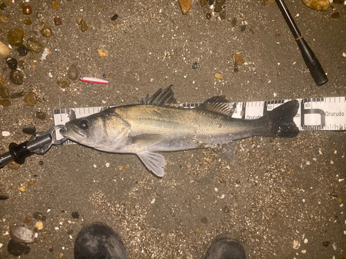 フッコ（マルスズキ）の釣果