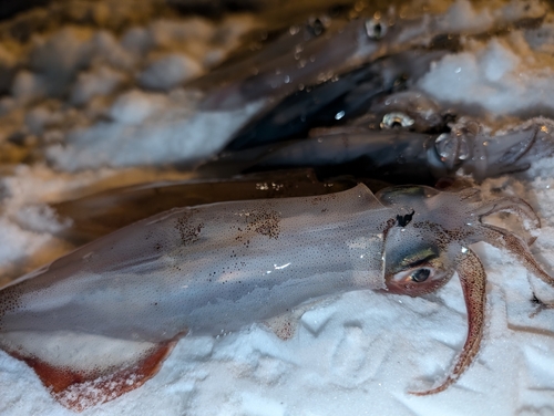 ヤリイカの釣果