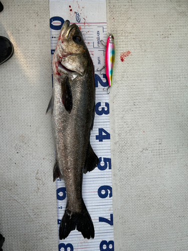 シーバスの釣果