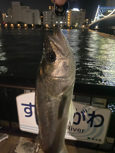 シーバスの釣果