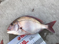 マダイの釣果