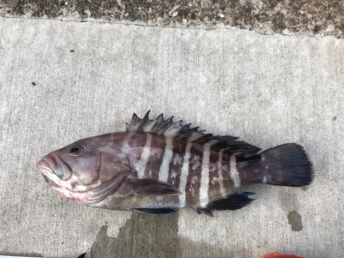 マハタの釣果