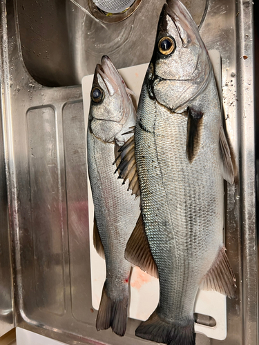 ヒラスズキの釣果