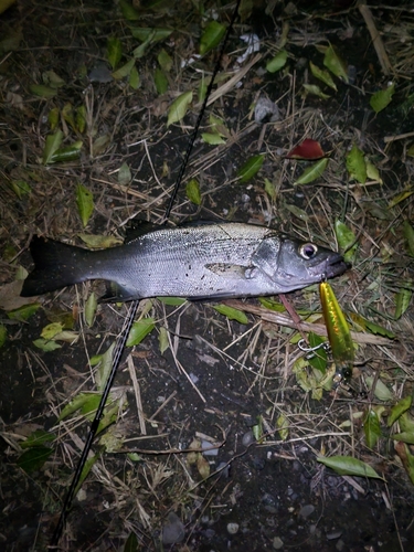 セイゴ（ヒラスズキ）の釣果