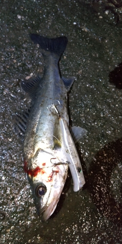 フッコ（マルスズキ）の釣果